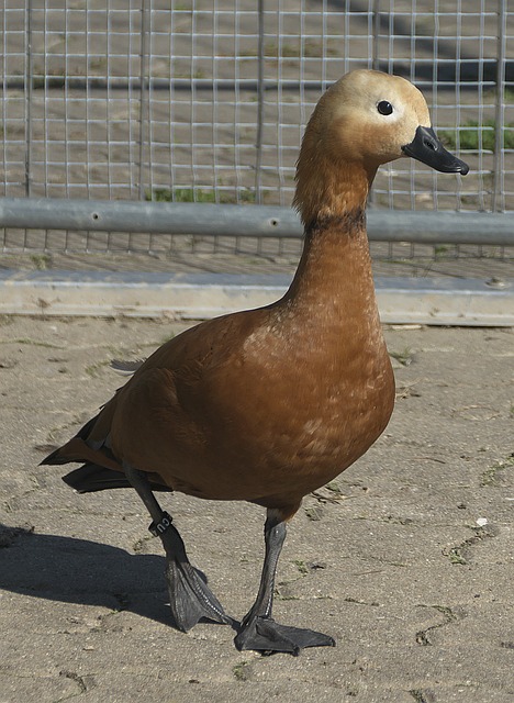 而非冒险进